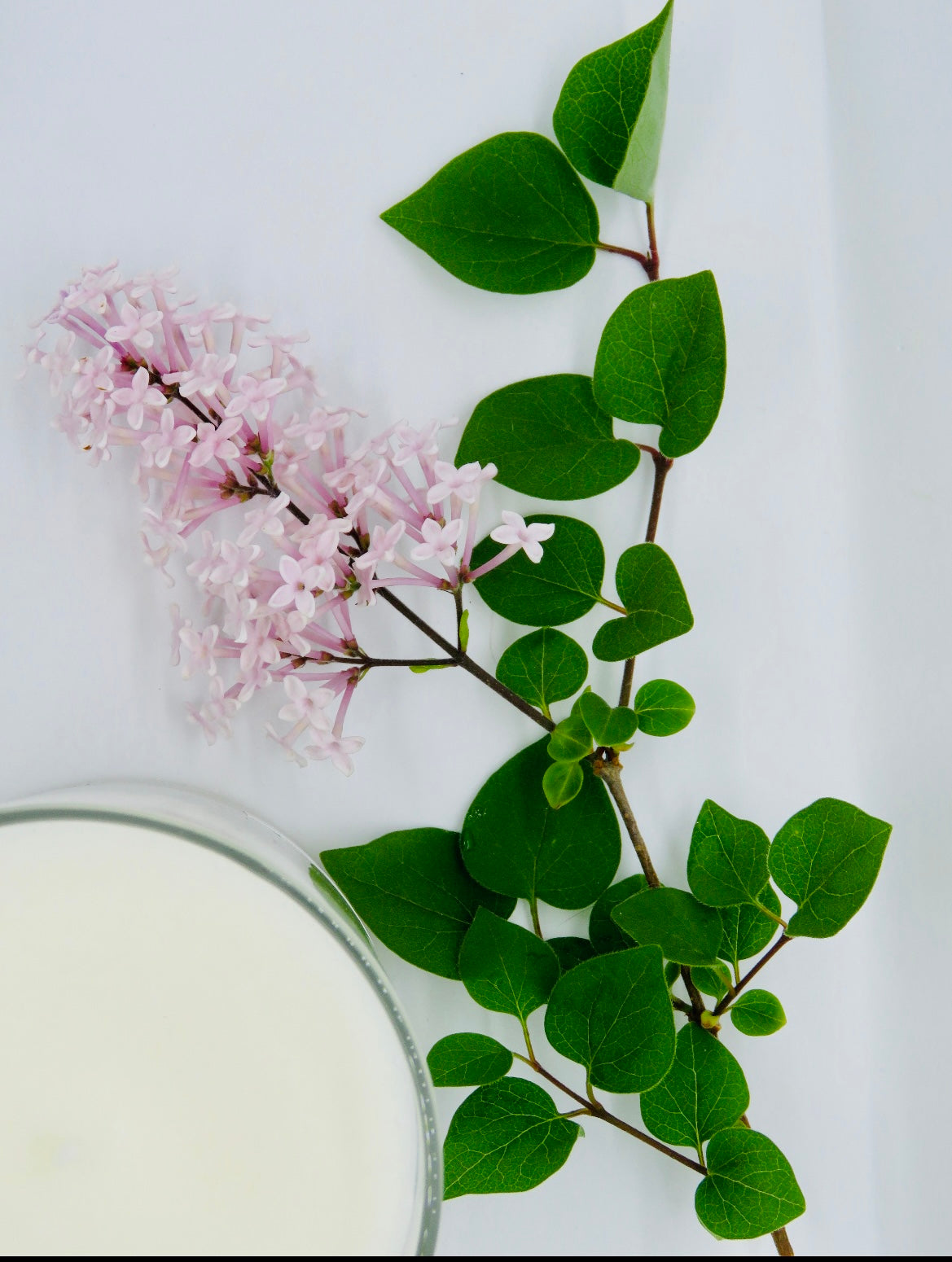 Chandelle de soya - Lilas